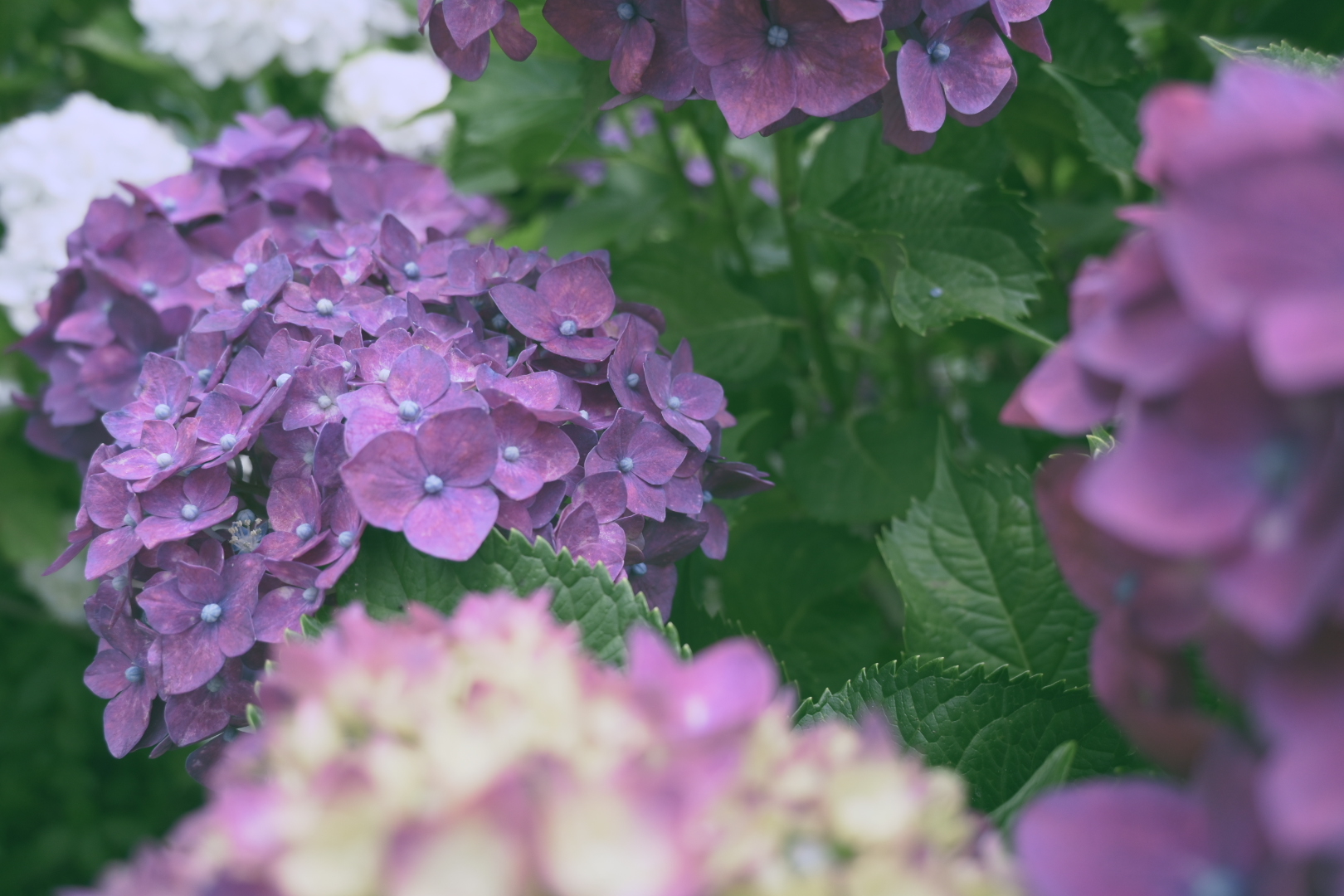 紫陽花Hydrangea